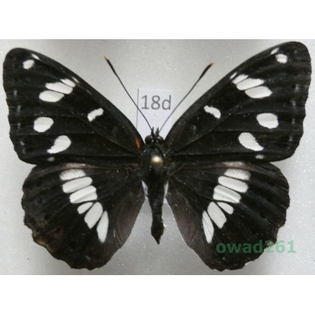 Limenitis reducta Staudinger, 1901 Croatia18d